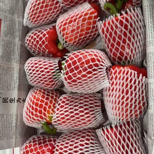 南靖县福建彩椒新苗精品上市
