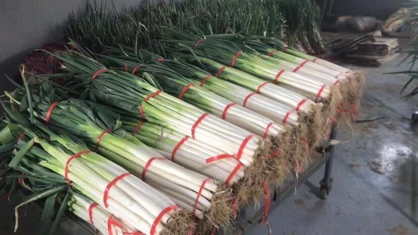 精挑细选，入口脆甜，省级示范种植基地，大葱，产地直发