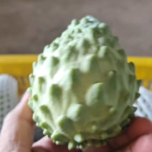 攀枝花释迦果