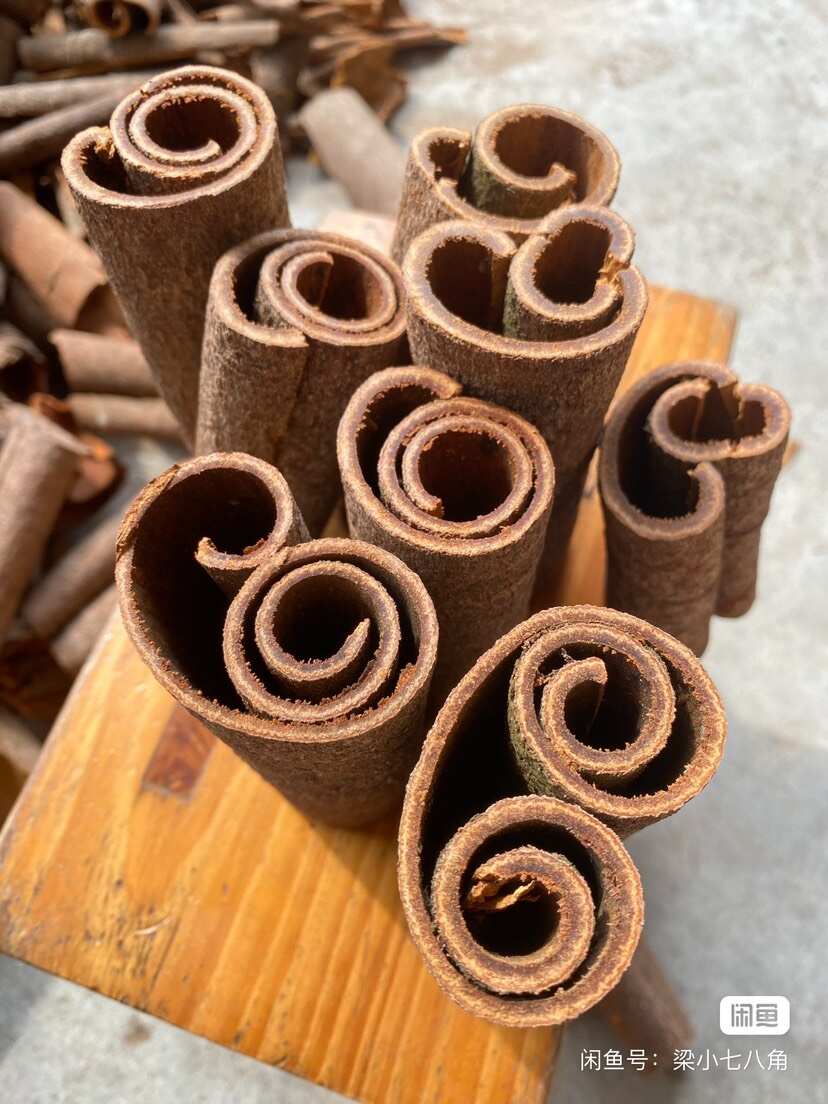 广西高山老油桂