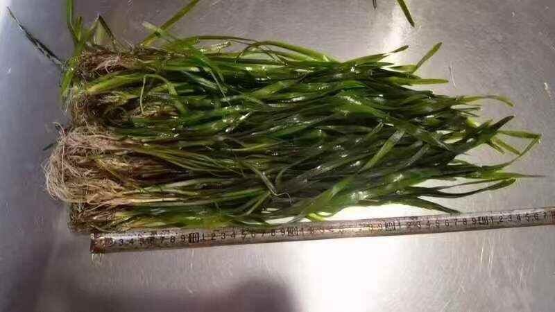 苦草裸根苦草泥球拋投