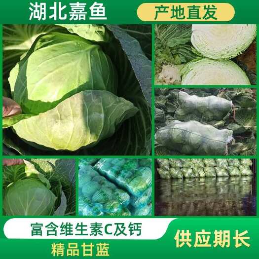 湖北甘蓝 绿甘蓝 包菜 思特丹甘蓝 楚禾 基地直发