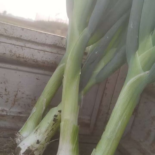 晋州市鸡腿大葱