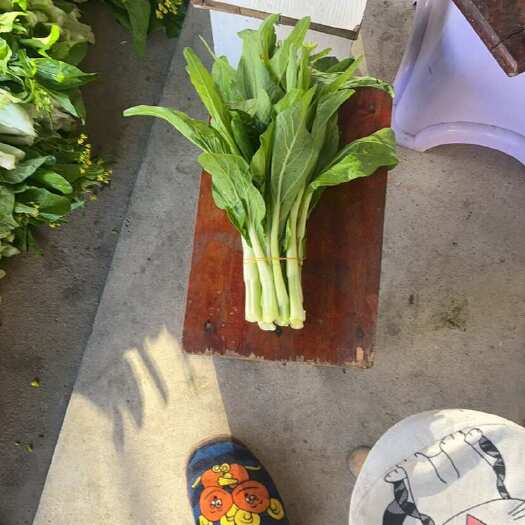 石首市白菜苔