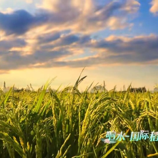 宁安市稻谷