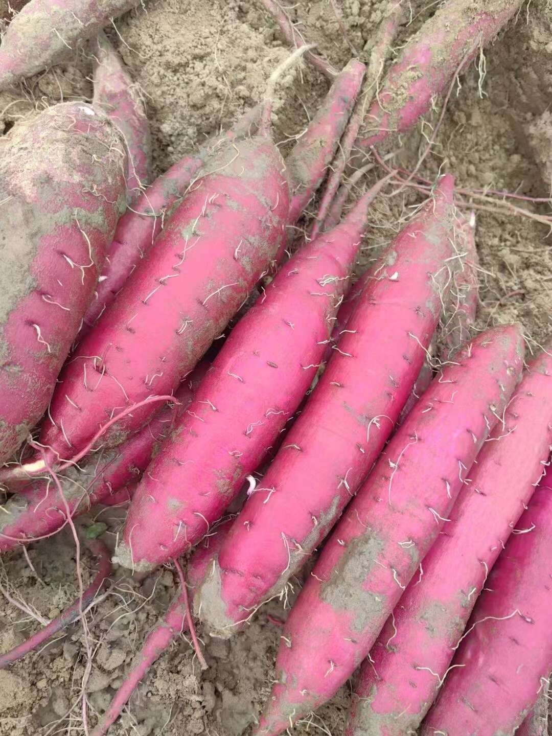 各种红薯大量产地货源。欢迎联系长期合作！