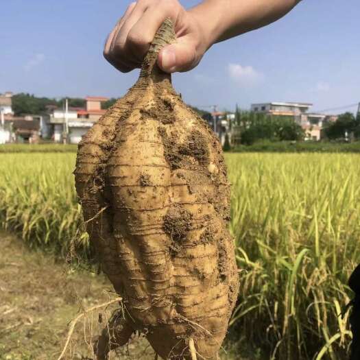 平南县广西藤县小粉葛大量上市品质保证量大从优对接电商欢迎