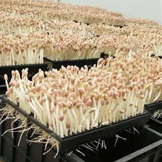 郑州水培花生芽，无公害健康营养