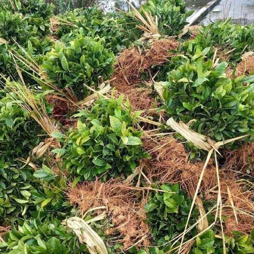 长沙出售各种茶苗量大从优