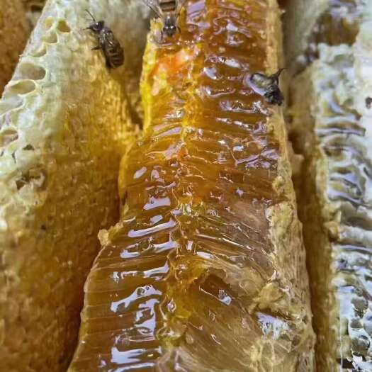 天水甘肃天水土蜂蜜 12-18个月保质期 养生佳品