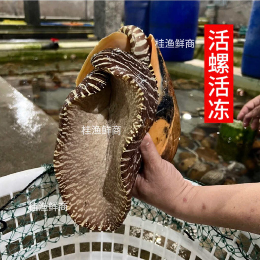 北海顺丰包邮自家渔船一手货源大海螺椰子螺黄螺油螺船捕直接活冻