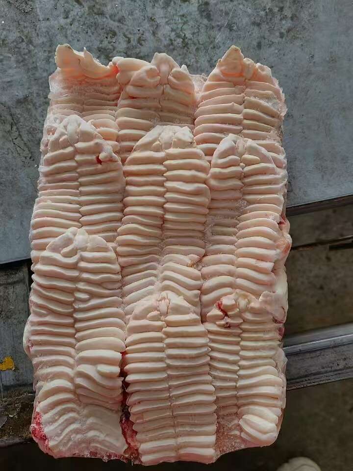 青岛母猪天梯