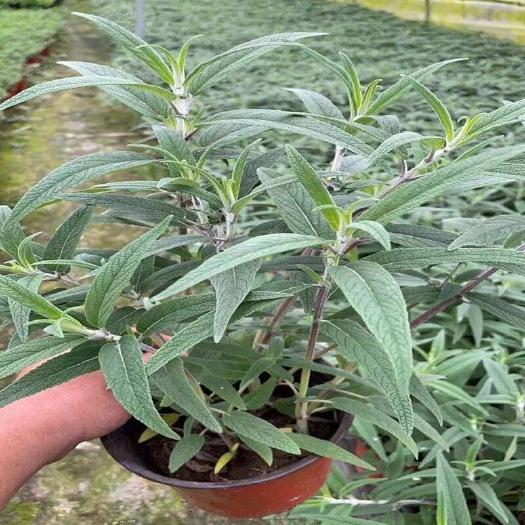 惠州鼠尾草杯苗