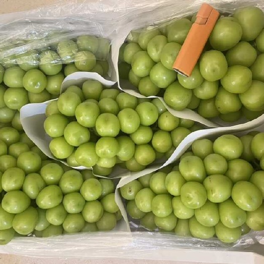 营口精品阳光玫瑰