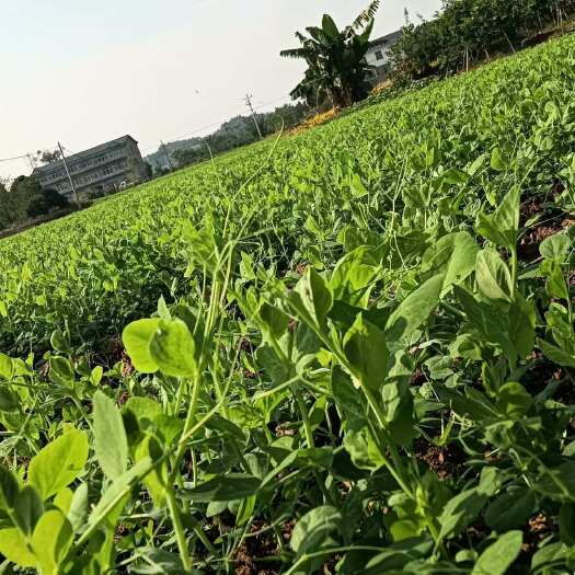 遂宁豌豆苗