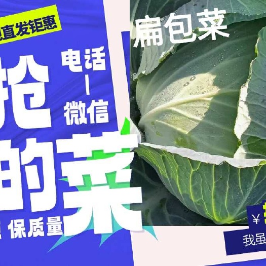 包菜 大绿扁包  绿包菜  平包  扁包