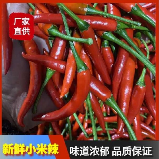 洱源县云南现摘小米辣鲜椒特辣新鲜魔鬼辣椒朝天椒，整车直发