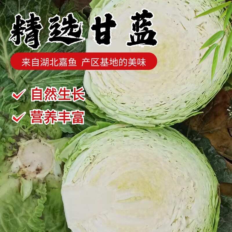 湖北甘蓝 绿甘蓝 包菜 思特丹甘蓝 楚禾 基地直发