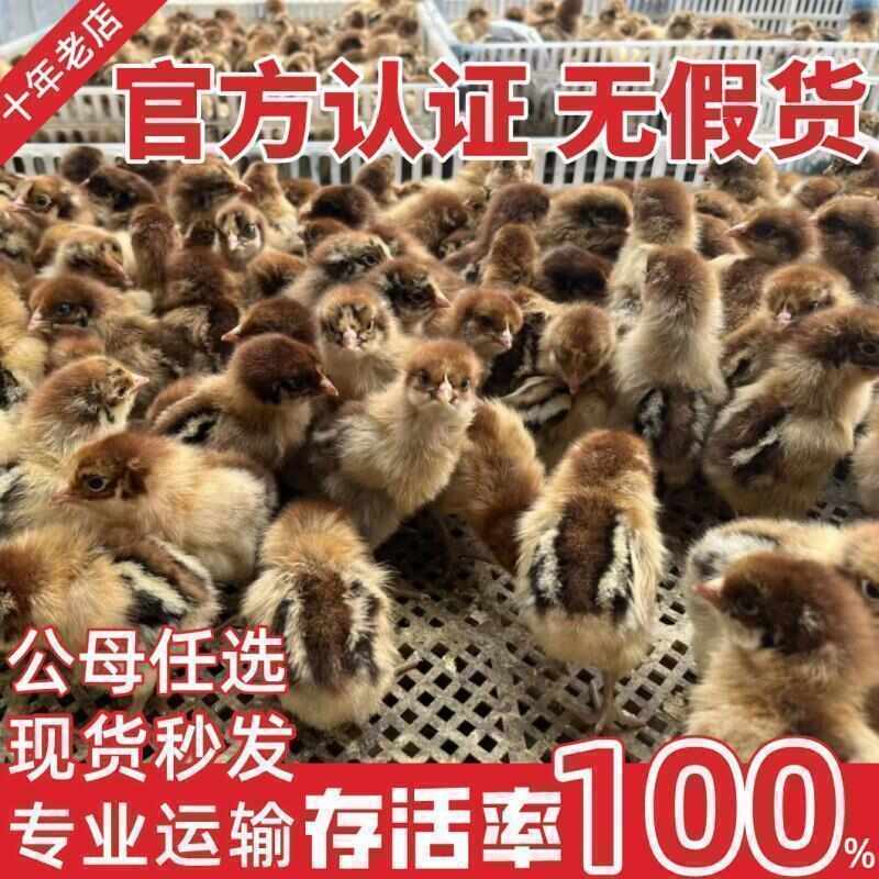 麻鸡苗 诚信商家 买1000送200包防疫包运输货到满意付款