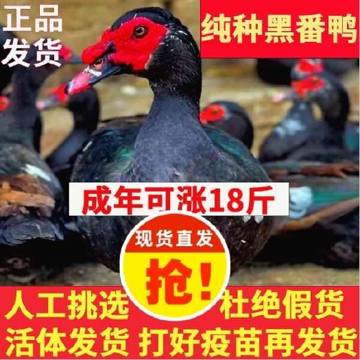 舞阳县番鸭苗诚信商家 买1000送200包防疫包运输货到满意付款