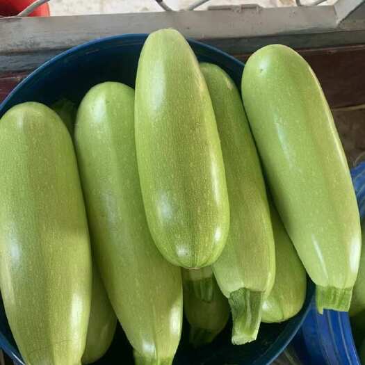 聊城西葫芦