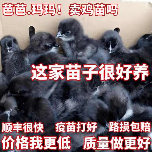 阜阳五黑鸡苗诚信商家 买1000送200包防疫包运输货到满意付款