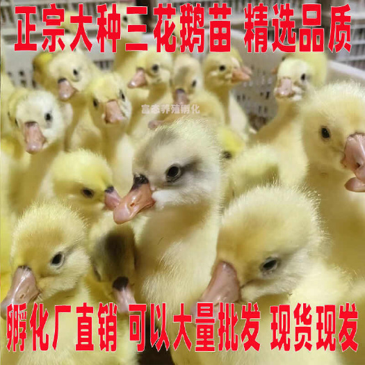 天祝县三花鹅苗诚信商家 买1000送200包防疫包运输货到满意付款
