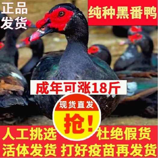 通城县番鸭苗诚信商家 买1000送200包防疫包运输货到满意付款