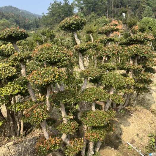 南昌小叶赤楠盆景，一手货源，自产自销