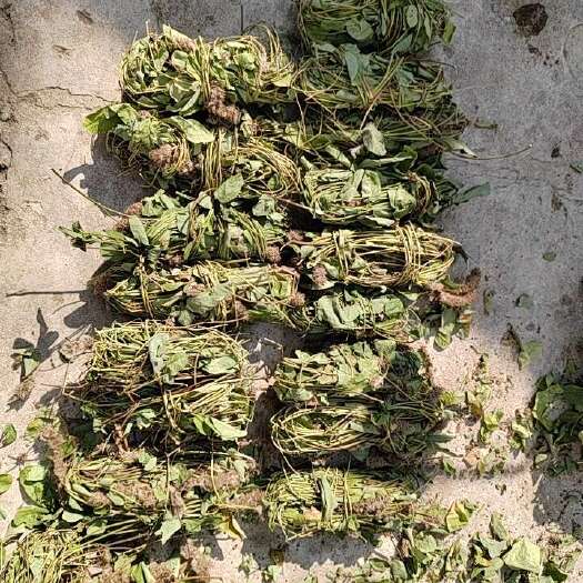 钟山县狸尾草