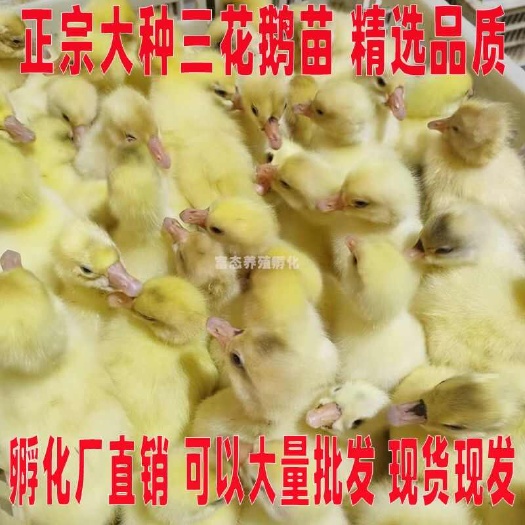 三花鹅苗诚信商家买1000送200包防疫 包运输货到满意付款