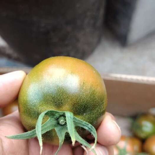 庄河市辽宁大连庄河新鲜铁柿子 优质蔬菜直供