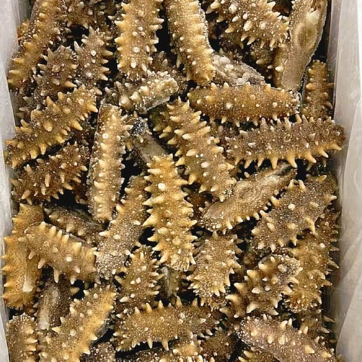 大连辽刺参 深海水域高品质即食海参