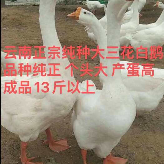 昆明三花鹅苗  云南大三花白鹅苗  疫苗齐全  厂家直销