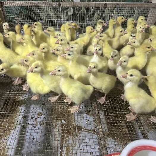 建湖县大白鹅活苗产蛋鹅活苗大白鹅苗活体四季鹅大三花鹅苗蛋鹅苗