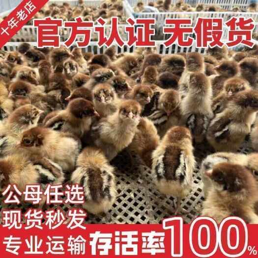 三门峡麻鸡苗 诚信商家 买1000送200包防疫包运输货到满意付款