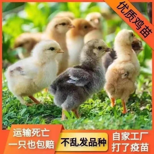 德庆县芦花鸡苗诚信商家 买1000送200包防疫包运输货到满意付款
