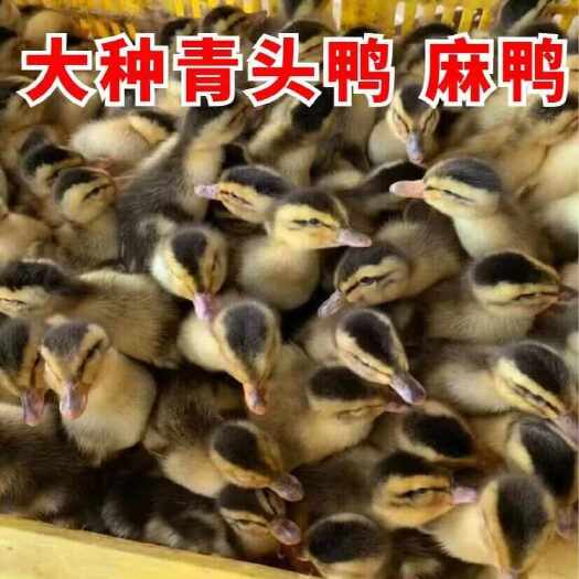 麻鸭苗诚信商家 买1000送200包防疫包运输货到满意付款