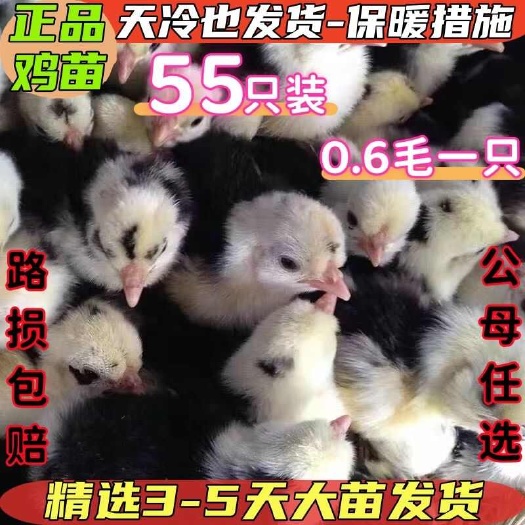 芦花鸡苗诚信商家买1000送200包防疫 包运输货到满意付款