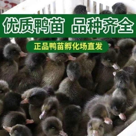 灵宝市金锭鸭苗诚信商家 买1000送200包防疫包运输货到满意付款