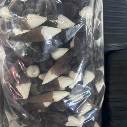 广州黑皮鸡枞菌