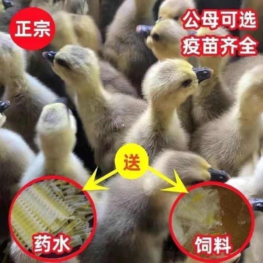 狮头鹅苗诚信商家 买1000送200包防疫包运输货到满意付款