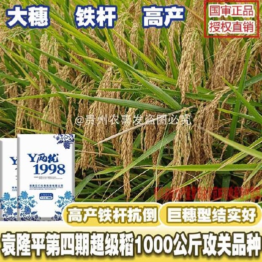 常德水稻种Y两优1998超杂交水稻种子谷种稻谷