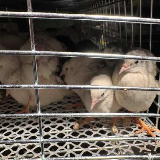 昆明云南昆明优质芦丁鸡活禽直销新鲜发货