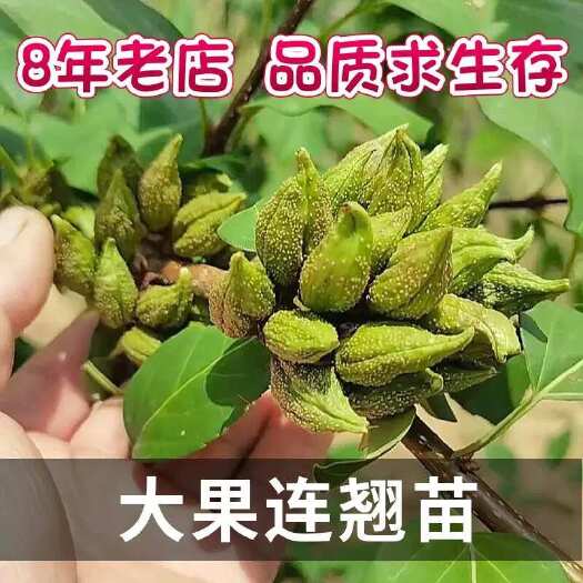 绛县药用连翘树苗科研5号新品种现挖现发高产大果青翘地栽正宗老翘