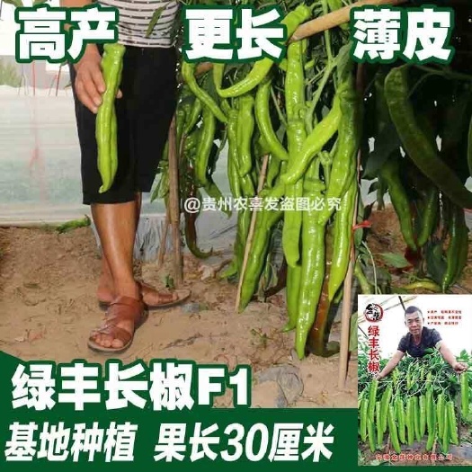 凯里市黄皮羊角椒种子大果尖椒蔬菜辣椒品种早熟青黄皮牛角椒羊角辣椒籽