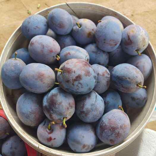 泰安琳娜西梅苗 蓝西梅基地 蓝蜜西梅品种 西梅嫁接苗