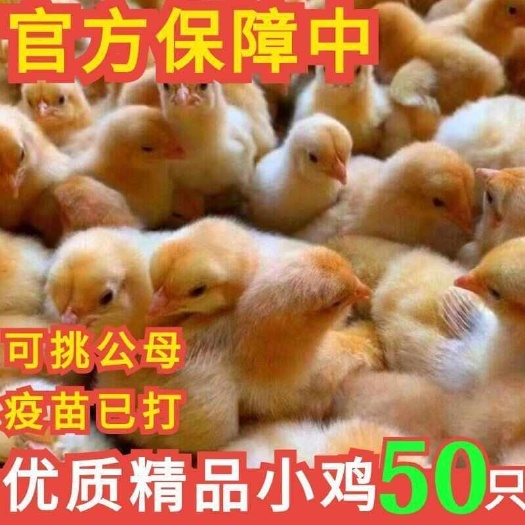 双江县土鸡苗 诚信商家 买1000送200包防疫包运输货到满意付款