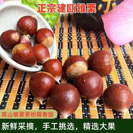 建瓯市建瓯高山锥栗，颗颗精选高品质，一件代发