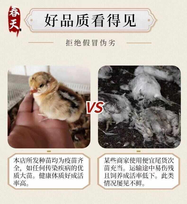 麻鸡苗 诚信商家 买1000送200包防疫包运输货到满意付款